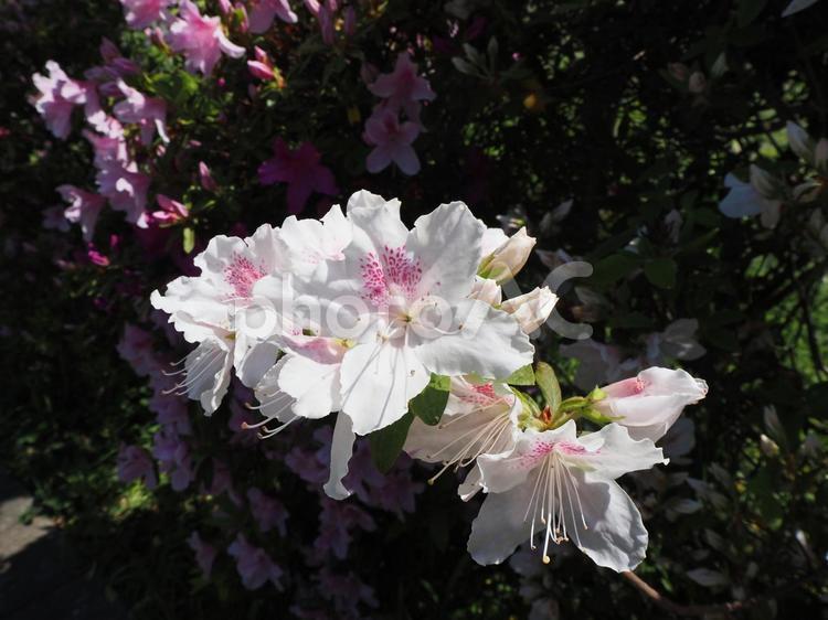 春のなぎさ公園・白色のツツジ（江戸川区） 春,ツツジ,花の写真素材