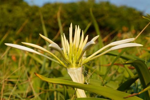 浜木綿の花 浜木綿の花 はまゆう,植物,花の写真素材