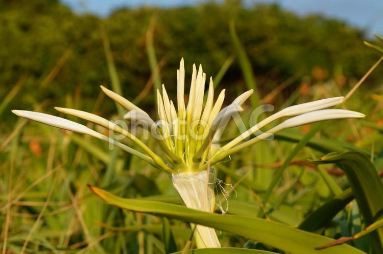 浜木綿の花 はまゆう,植物,花の写真素材