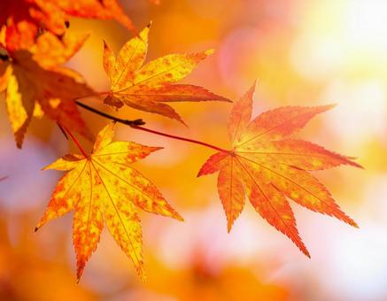紅葉したもみじの葉のクローズアップ 紅葉したもみじの葉のクローズアップの写真