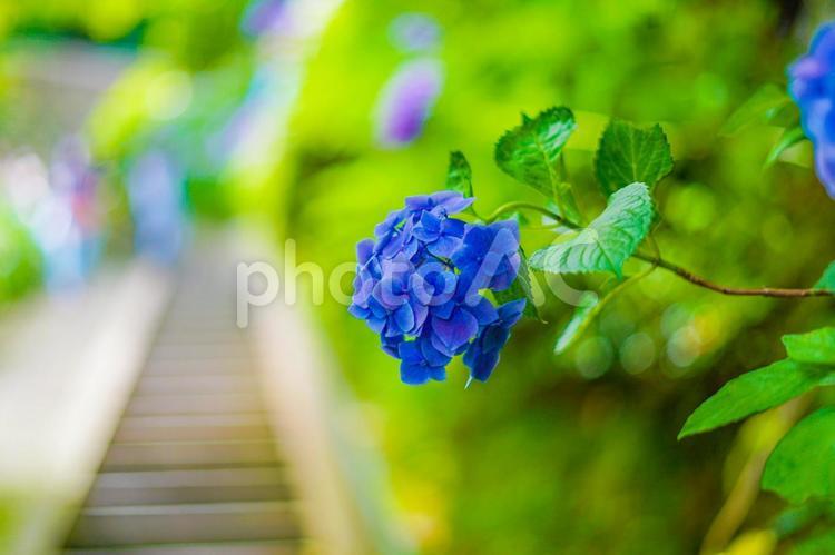 6月の紫陽花イメージ 紫陽花,花,紫陽花のイメージの写真素材