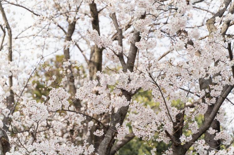 春の陽に咲く満開の桜③ 桜,満開,春の写真素材