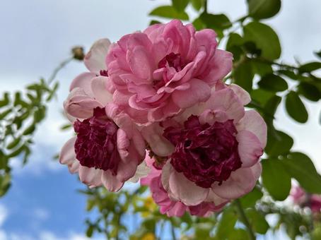 ピンクの薔薇 ピンクの薔薇 ガーデン,園芸,ガーデニングの写真素材