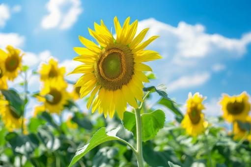 夏空に咲くひまわりの写真