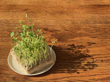 午後の陽射しに伸びる豆苗の影 豆苗,再生栽培,エコライフの写真素材