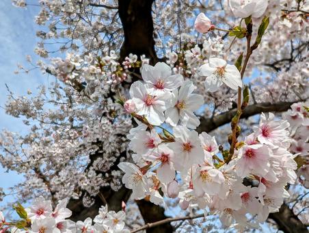 青空と満開の桜 青空と満開の桜の写真