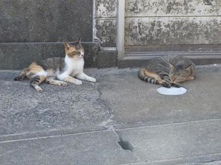 田舎の野良猫 田舎の野良猫の写真