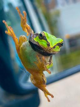 Little hero, Frog Spider, JPG