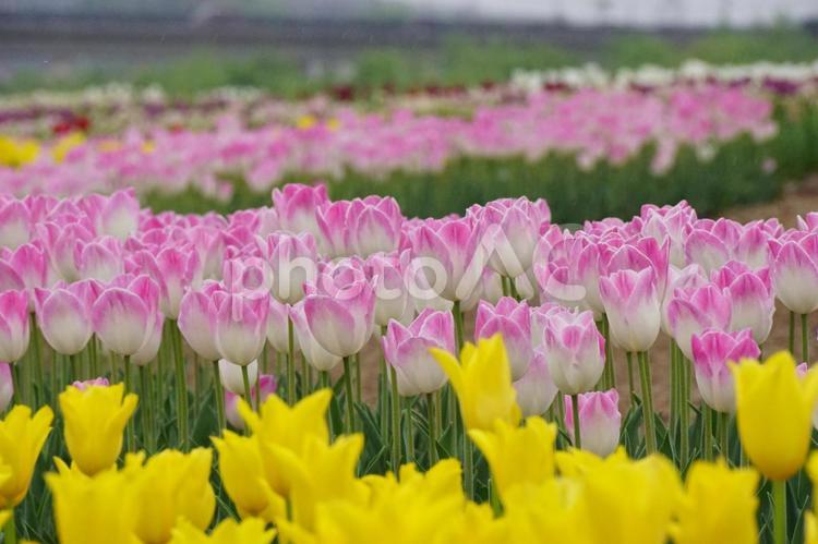 花壇の風景 チューリップ,花,植物の写真素材