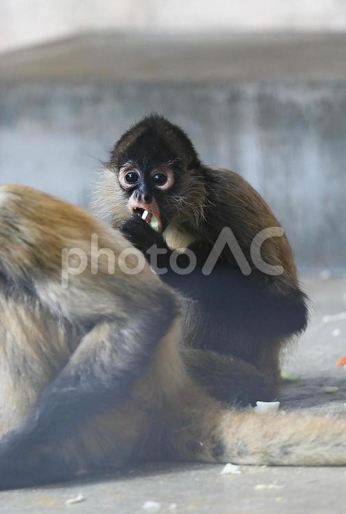 ジェフロイクモザル ジェフロイクモザル,尻尾,zooの写真素材
