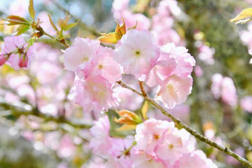 薄紅色の半八重桜 思川 薄紅色の半八重桜 思川の写真