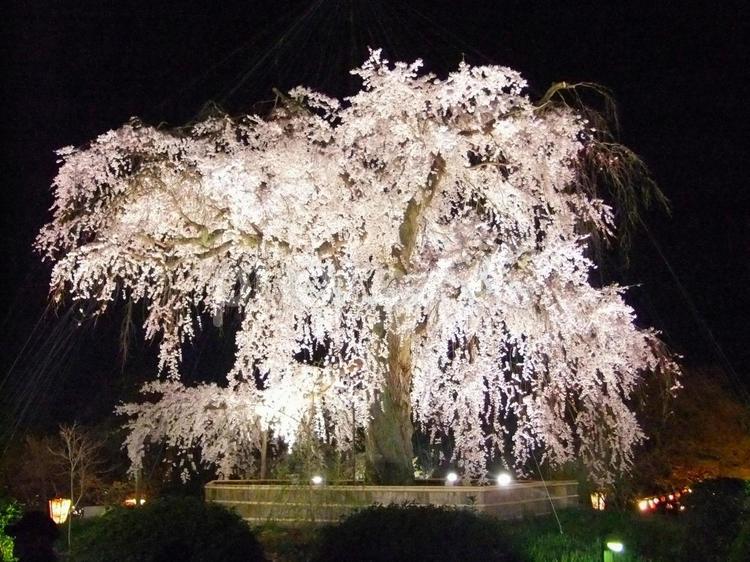 祇園枝垂れ桜 円山公園,夜桜,ライトアップの写真素材