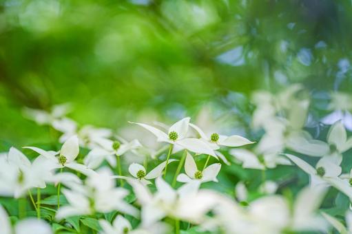 ヤマボウシの写真