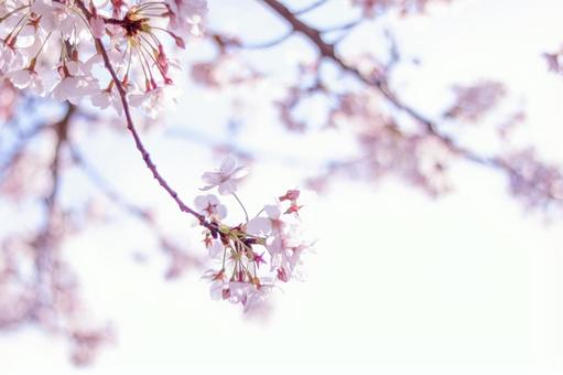 桜の写真
