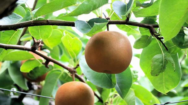 Photo, pear, chojuro, japanese pear, 