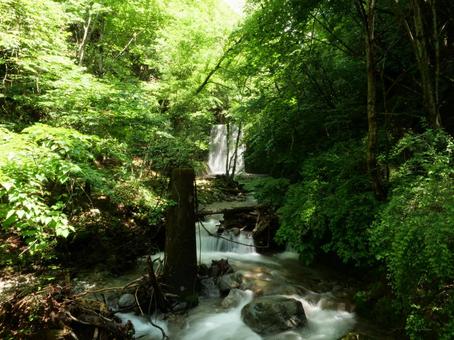 新緑の西沢渓谷 渓谷,沢,甲武信ヶ岳の写真素材