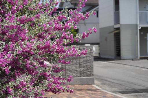 道路沿いに咲く明るいピンクの花 道路沿いに咲く明るいピンクの花の写真