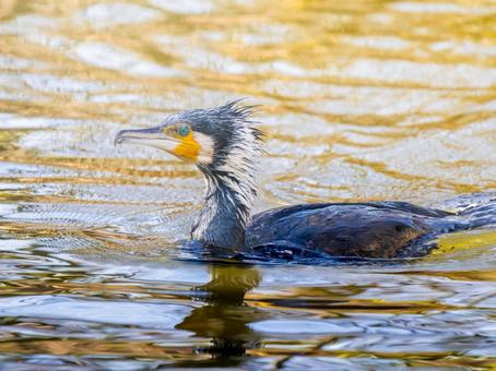 池を泳ぐカワウ カワウ,野鳥,鳥の写真素材