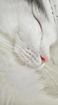 床で寝る猫ドアップ 猫,ペット,かわいいの写真素材