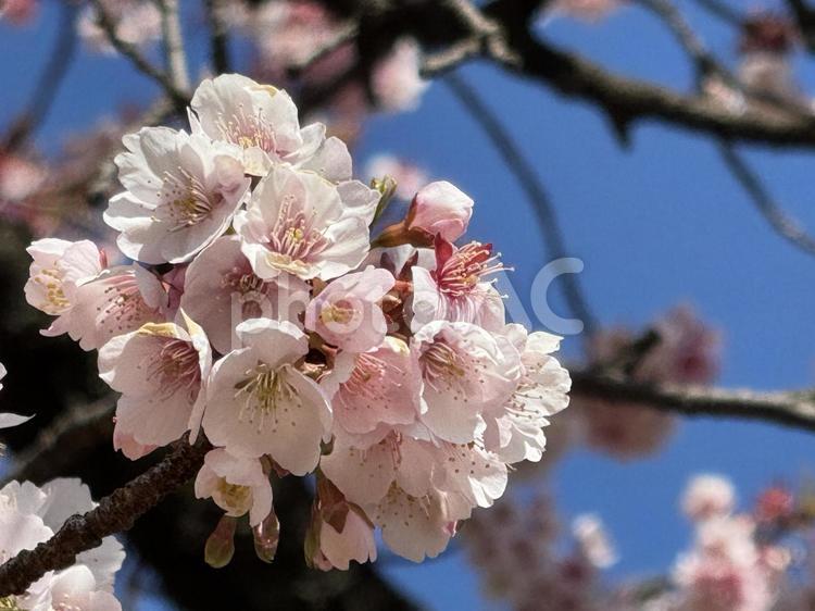 上野公園　桜　上野白雪枝垂　しだれ 桜,上野公園,上野白雪枝垂の写真素材