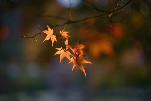 夕日に輝く紅葉と深いボケ 秋,紅葉,葉の写真素材