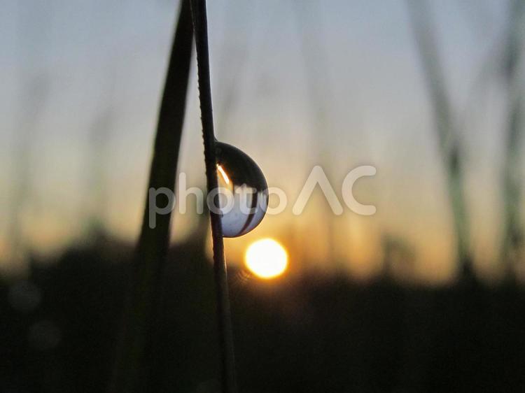 水滴と緑の葉と朝日Water drops 水滴,すいてき,waterの写真素材