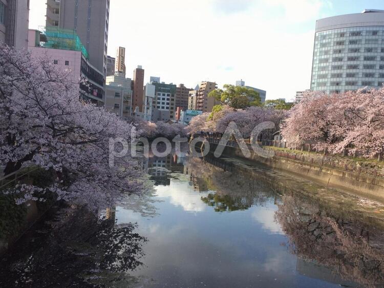 公園と街と桜 こころ,さくら,すてきの写真素材