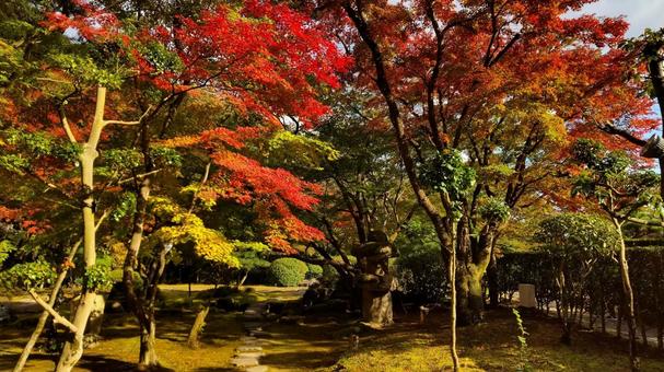 A path surrounded by autumn leaves, JPG