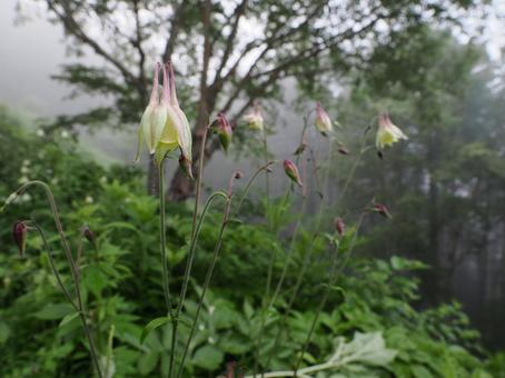 Wildflowers: Yellow mountain columbine, JPG Wildflowers: Yellow mountain columbine, JPG