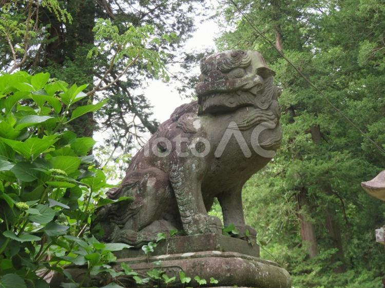 那須烏山・向田熊野神社の狛犬（吽形） 狛犬,神社,石像の写真素材