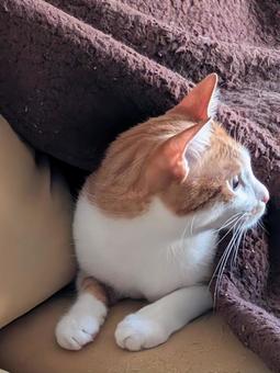猫 呼ばれた 猫 呼ばれたの写真