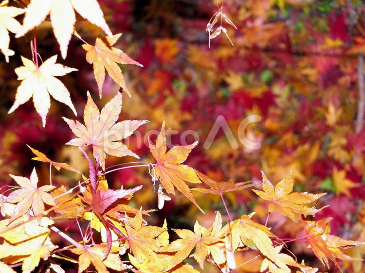 紅葉　カエデ　風景　 紅葉,カエデ,秋の写真素材