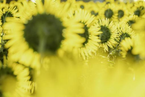 福岡-【柳川ひまわり園】 ひまわり,花,植物の写真素材
