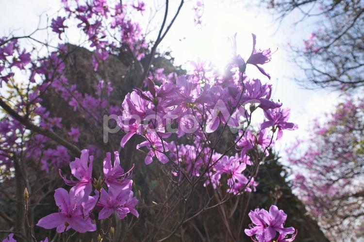 休日の公園　紫の花と太陽のきらめき③ 花,紫の花,逆光の写真素材