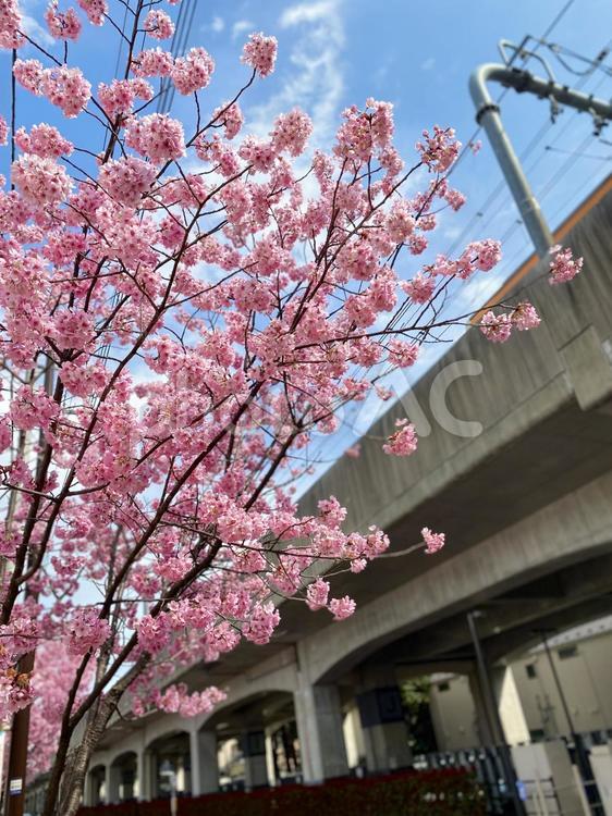 ヨウコウ桜と高架線 春,桜,自然の写真素材