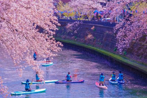 大岡川桜並木とSUPツアー 大岡川桜並木とSUPツアー 桜,サクラ,さくらの写真素材