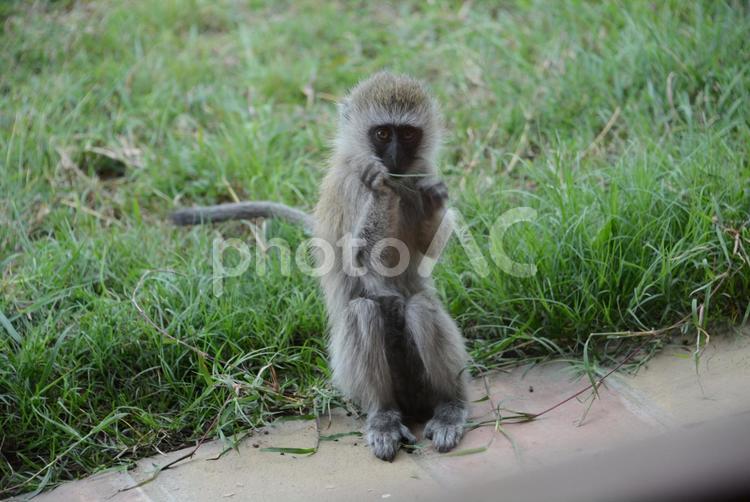 アフリカ　サファリモンキー　野生動物 アフリカ,サファリ,野生動物の写真素材