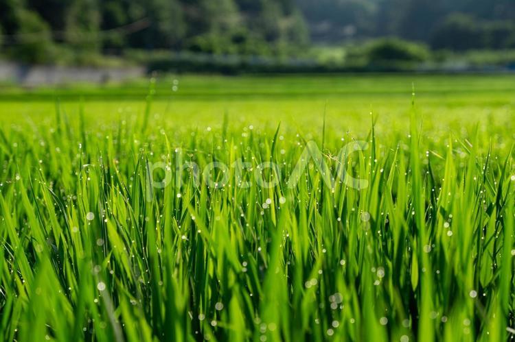 朝日に照らされる稲 田んぼ,水田,稲の写真素材