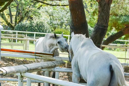 仲良しな二頭の白馬 仲良しな二頭の白馬の写真