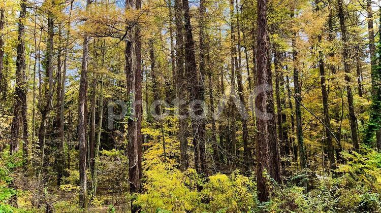 黄金色の森の中 01 黄葉,紅葉,色葉の写真素材