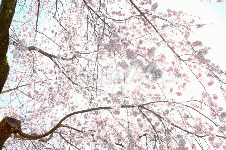 枝振りが見事な　安長寺の枝垂れ桜 シダレザクラ,サクラ,花の写真素材