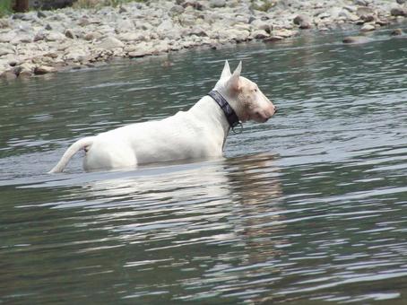 Photo, dog, bull terrier, river play, 