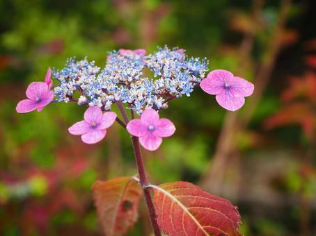 紫陽花-Purple- 紫陽花,アジサイ,あじさいの写真素材