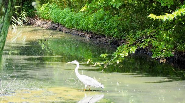 夏の水元公園・堀の中の白鷺・東京都葛飾区 夏の水元公園・堀の中の白鷺・東京都葛飾区 夏,水元公園,かわいいの写真素材