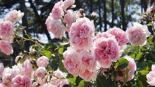 ばらの花(ナエマ) ばらの花(ナエマ)の写真