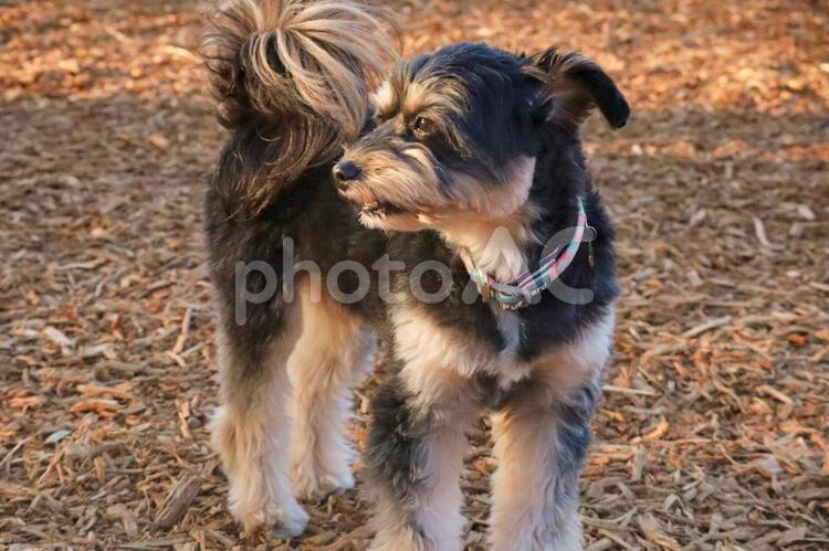 見つめるまろん ミックス犬,ドッグラン,ポメプーの写真素材