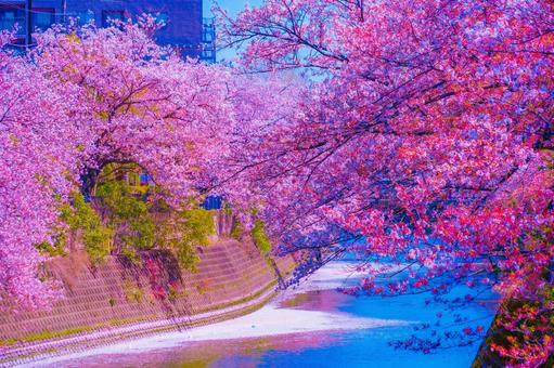 大岡川プロムナードの桜 大岡川プロムナードの桜の写真