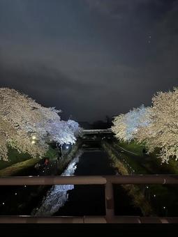 川と桜 川と桜の写真