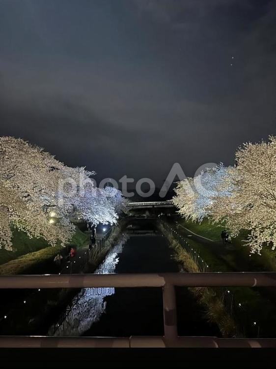 川と桜 桜,お花見,ライトアップの写真素材
