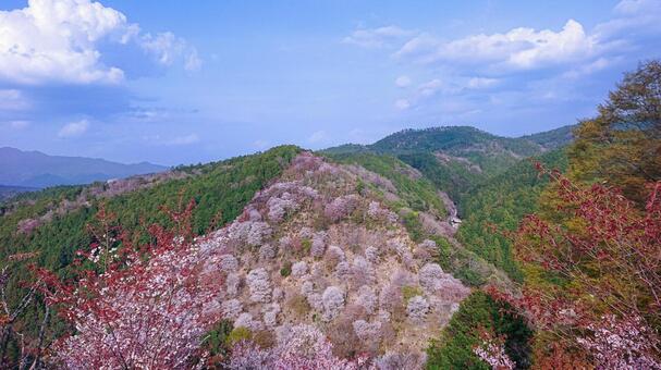 山一面に広がる桜と春の山景色 桜,山桜,春の写真素材